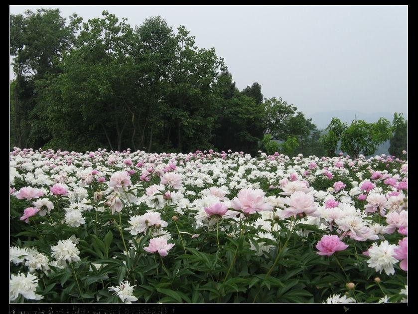 中江六松芍药图片