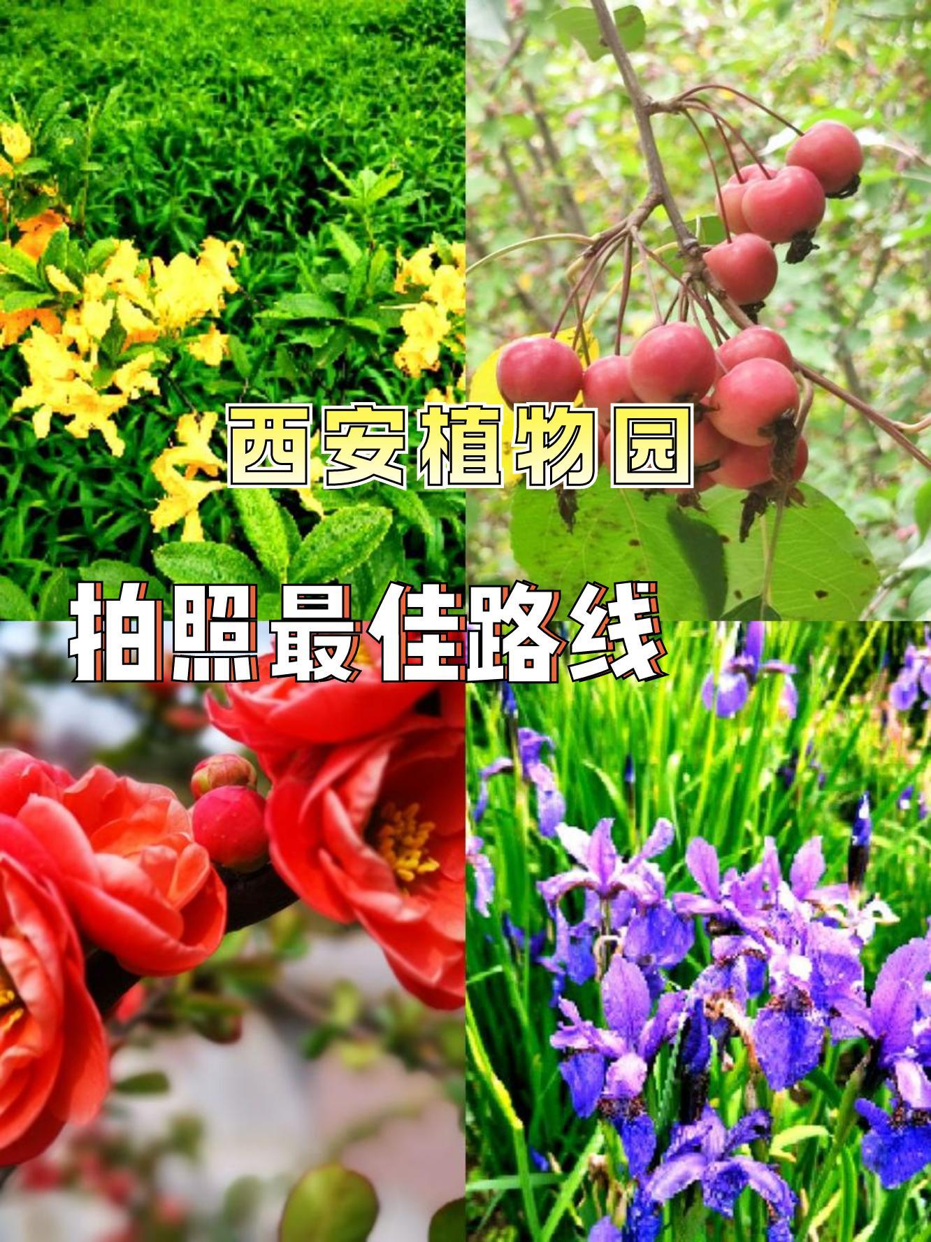 西安花卉种植基地图片