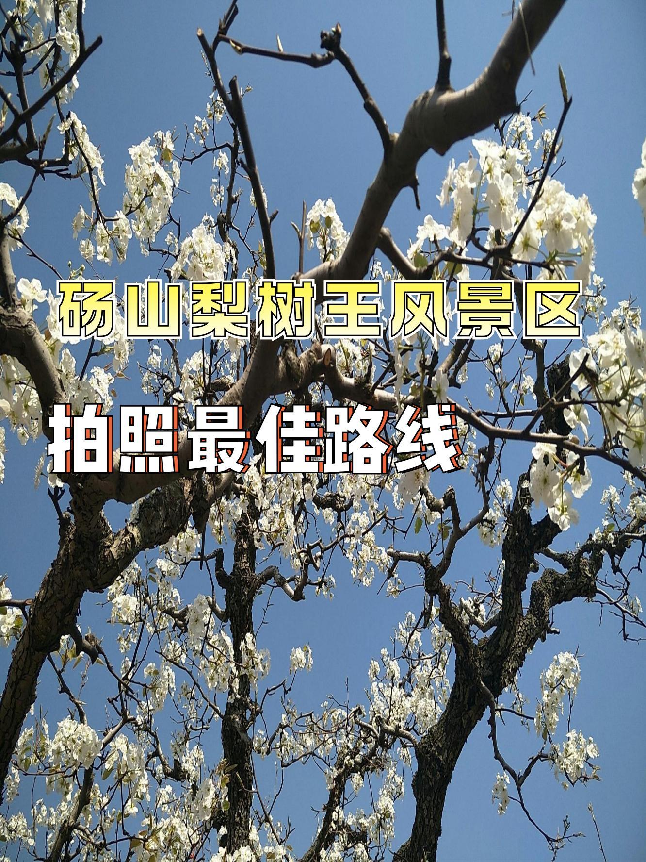 砀山梨花观赏地点图片