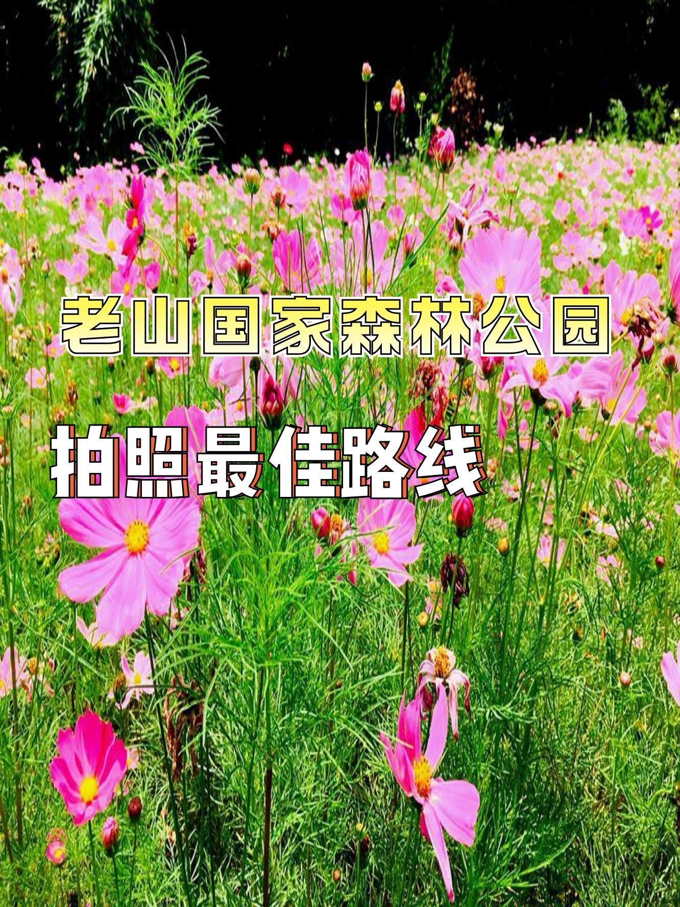 老山森林公园自驾入口图片