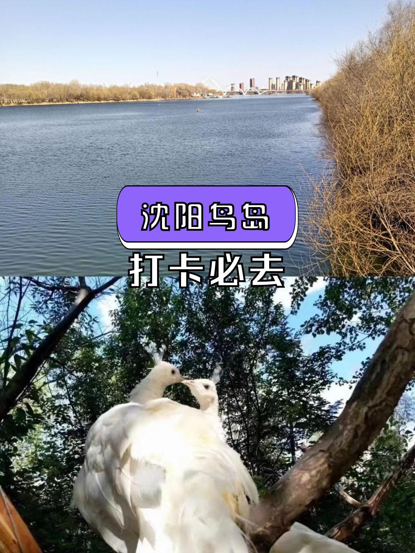 沈阳鸟岛乘车路线图片