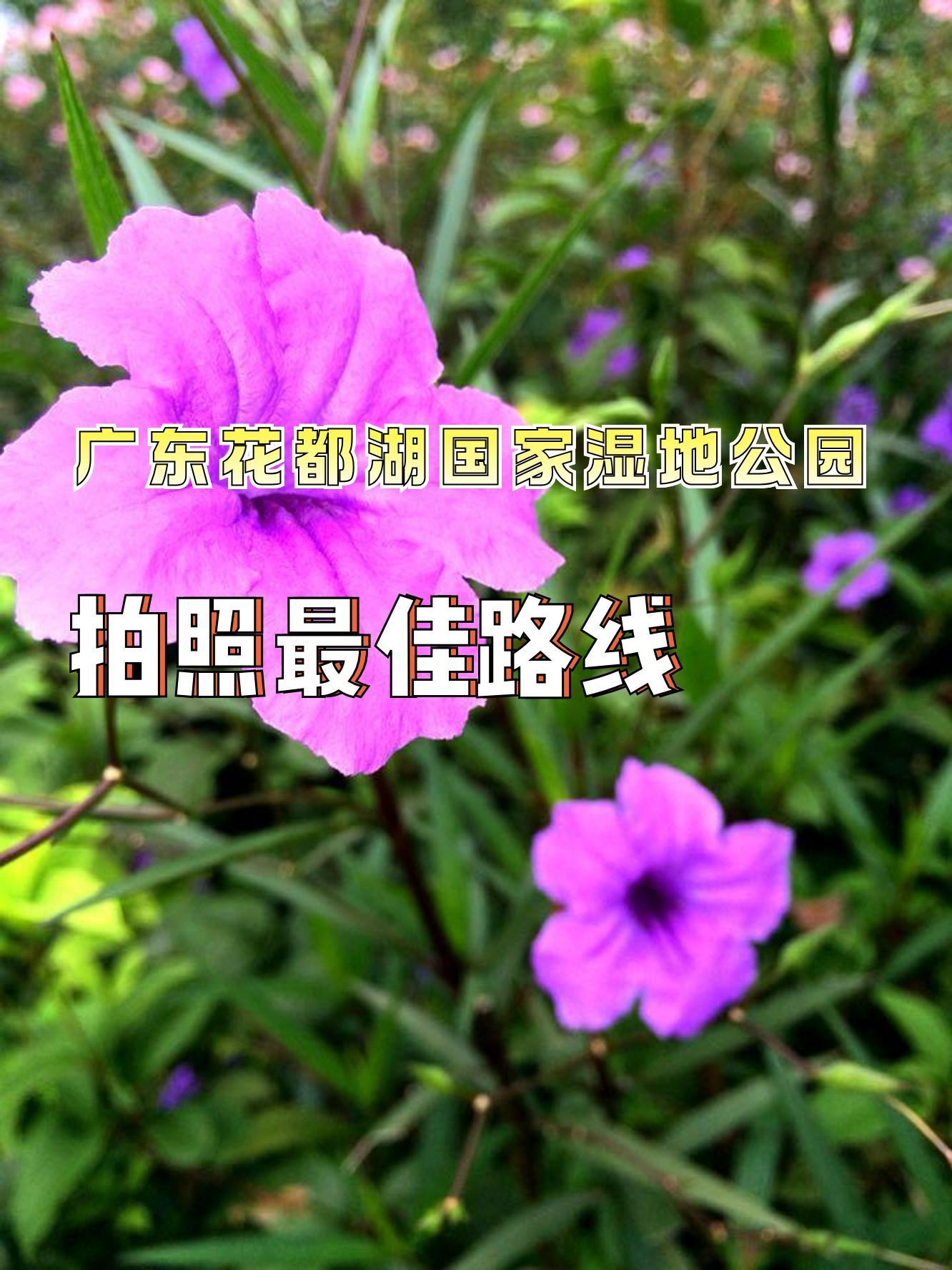 花都湖公园景点游览图图片