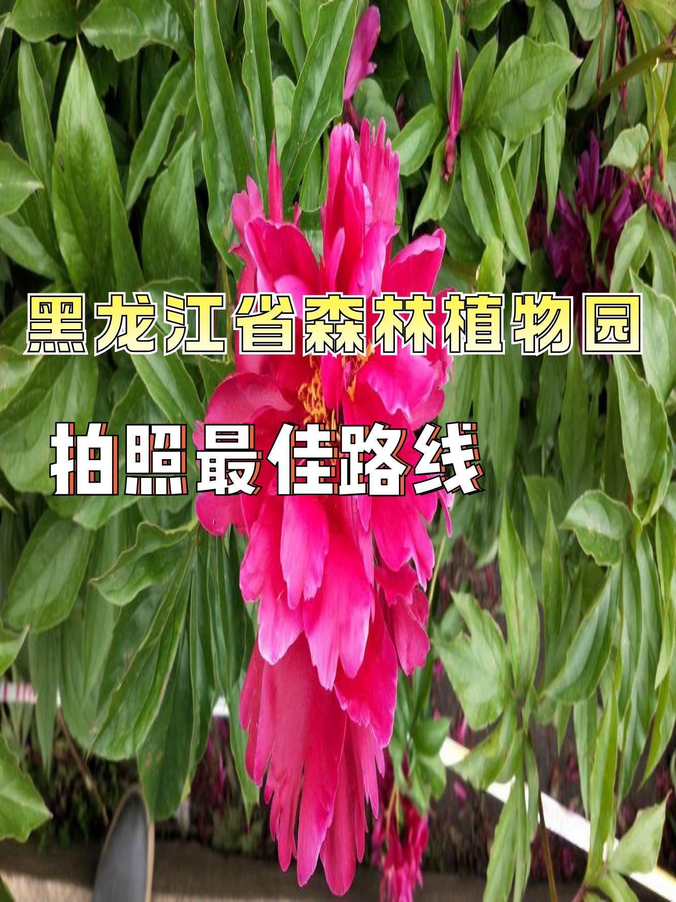 哈尔滨植物园景点介绍图片