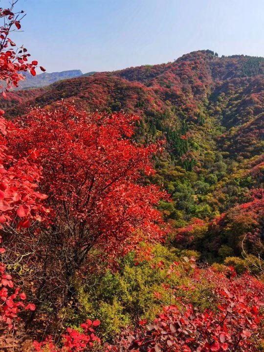 金龙山红叶谷图片