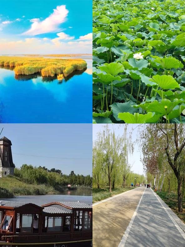 高青县天鹅湖国际慢城旅游度假区 99这里融合了黄河,湿地,温泉等