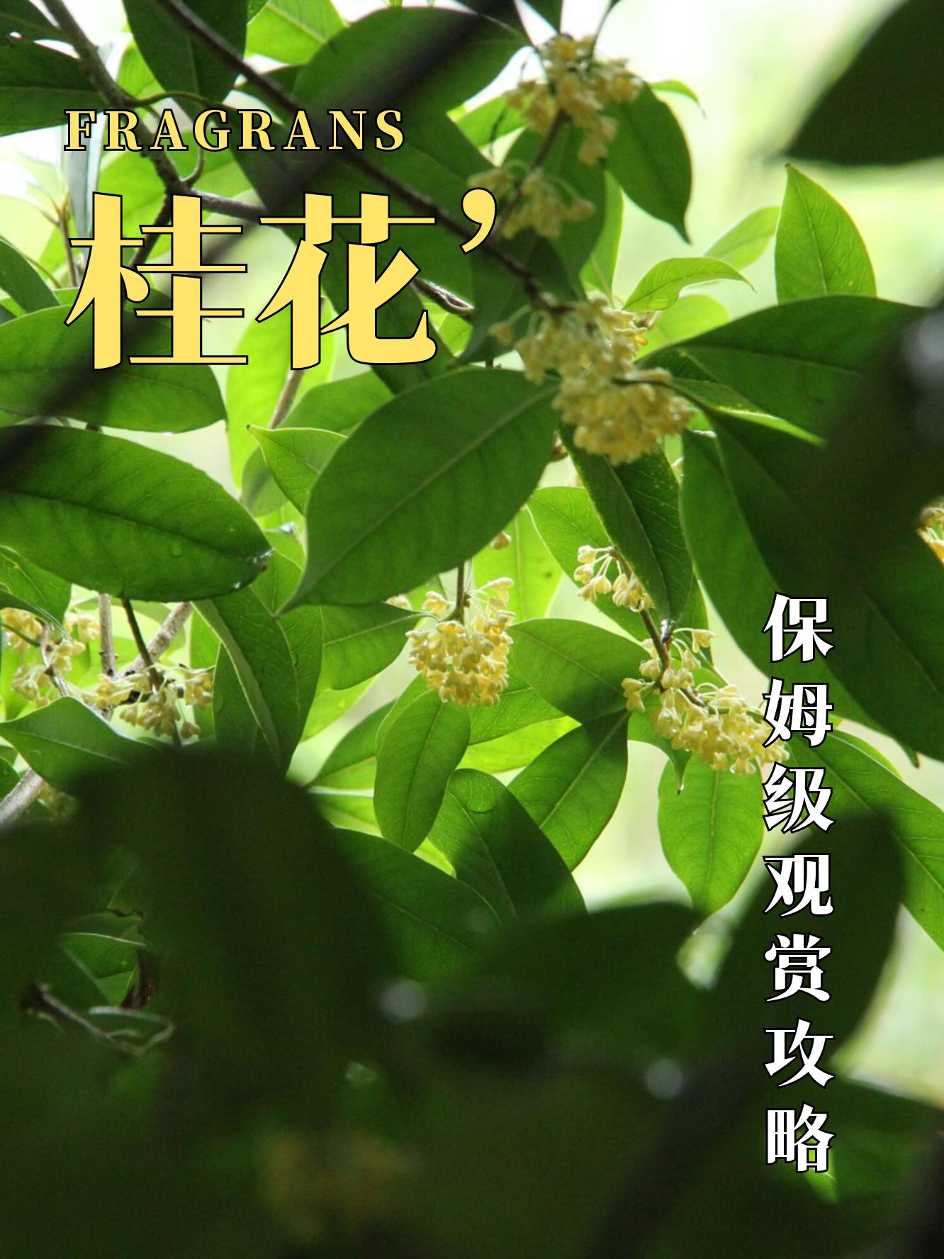 桂花河滨公园图片