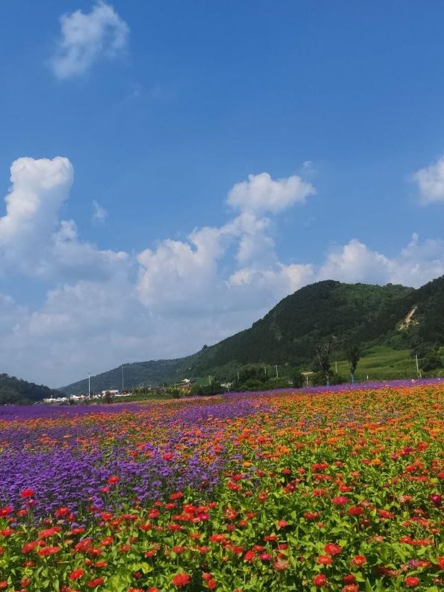 庆阳八珠花海图片