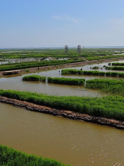 曹老集三岔河湿地公园图片