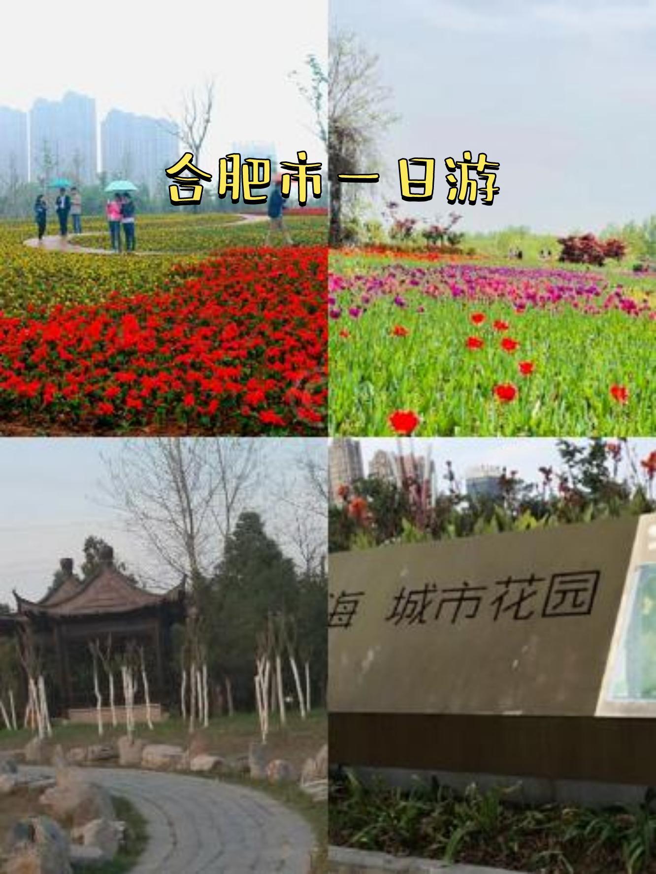 上午去 四季花海公园 合肥市蜀山区湖光路四季花海城市花园 厩区