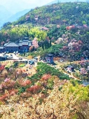 葛仙山樱花图片图片