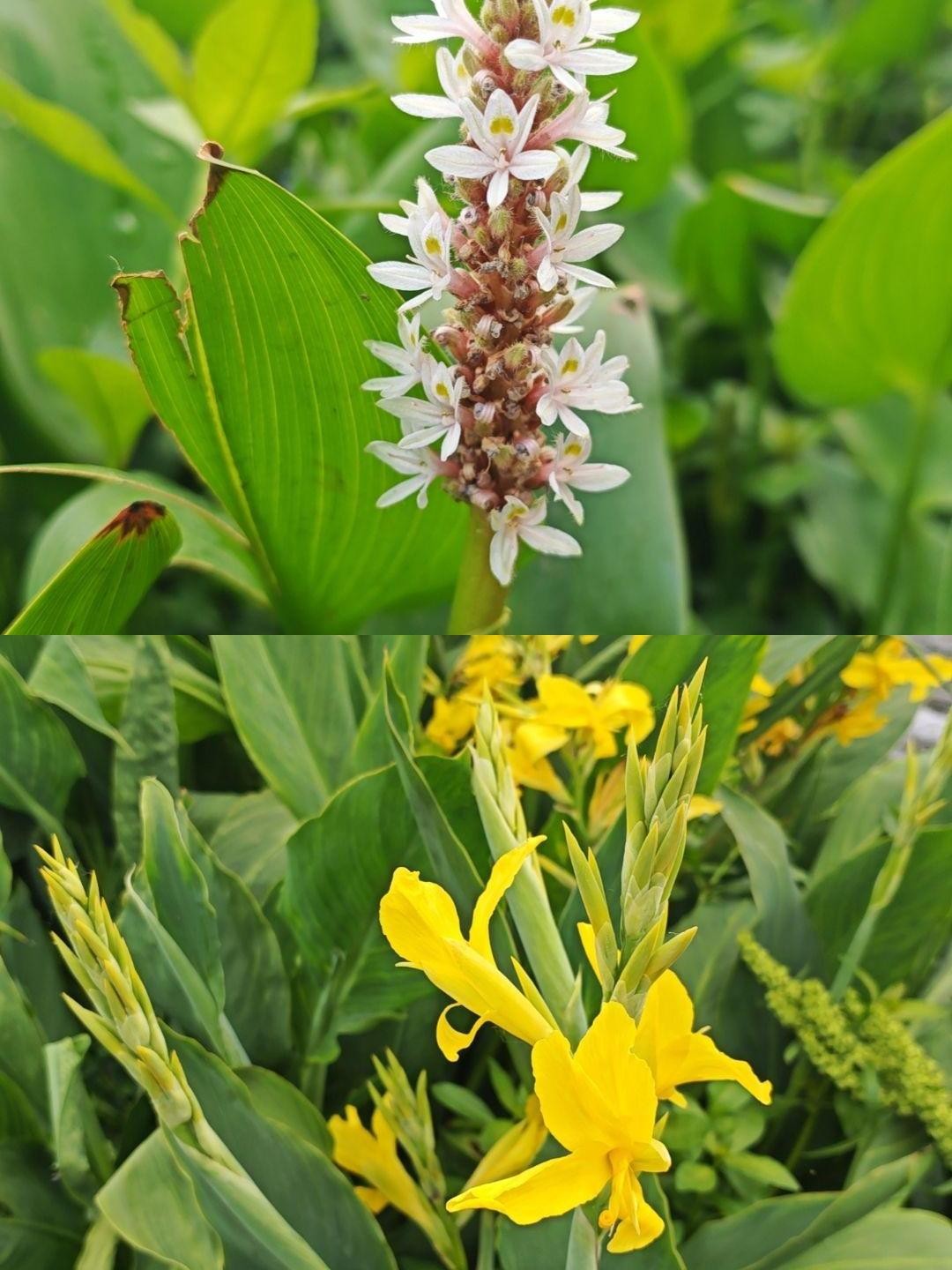 驻马店植物园图片