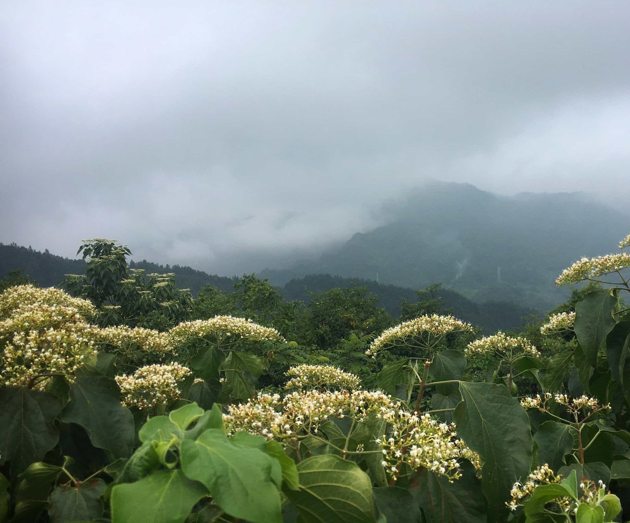 箐山森林公园图片