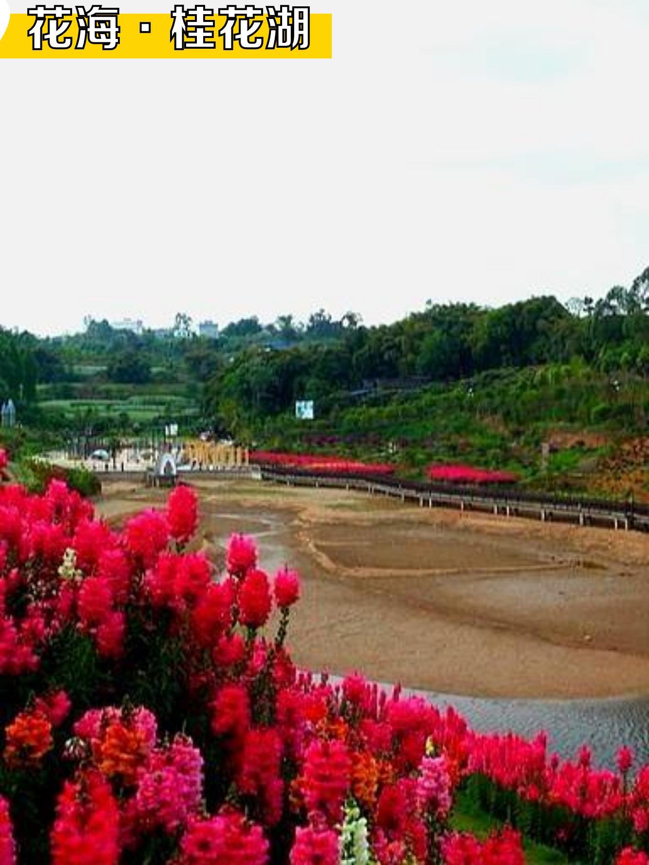 花海桂花湖图片