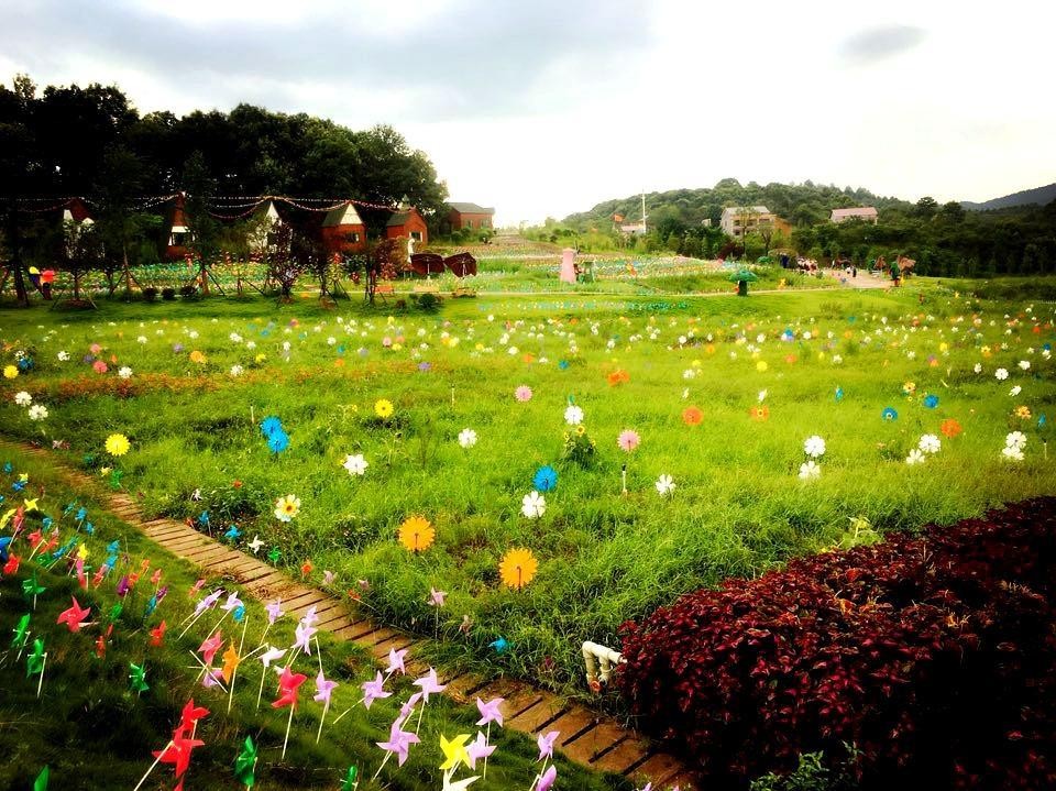 衡阳茶山坳花海图片