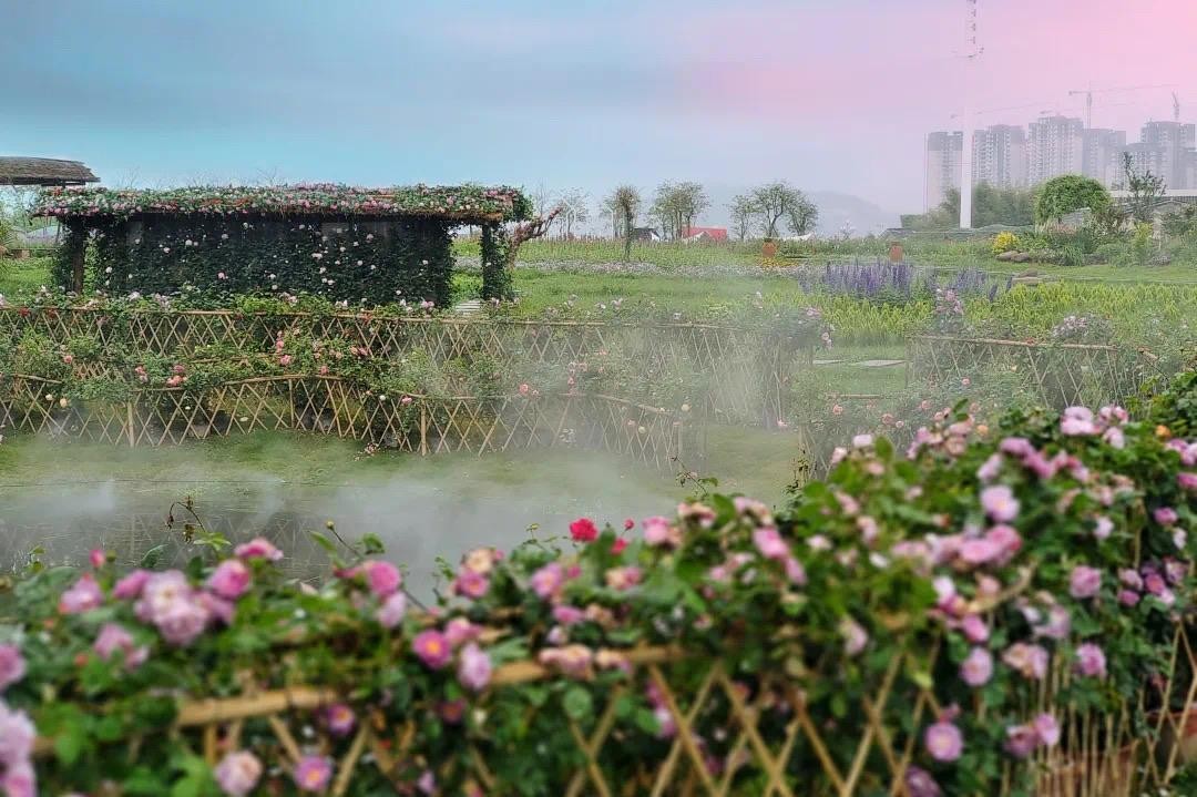 成都蔚然花海图片