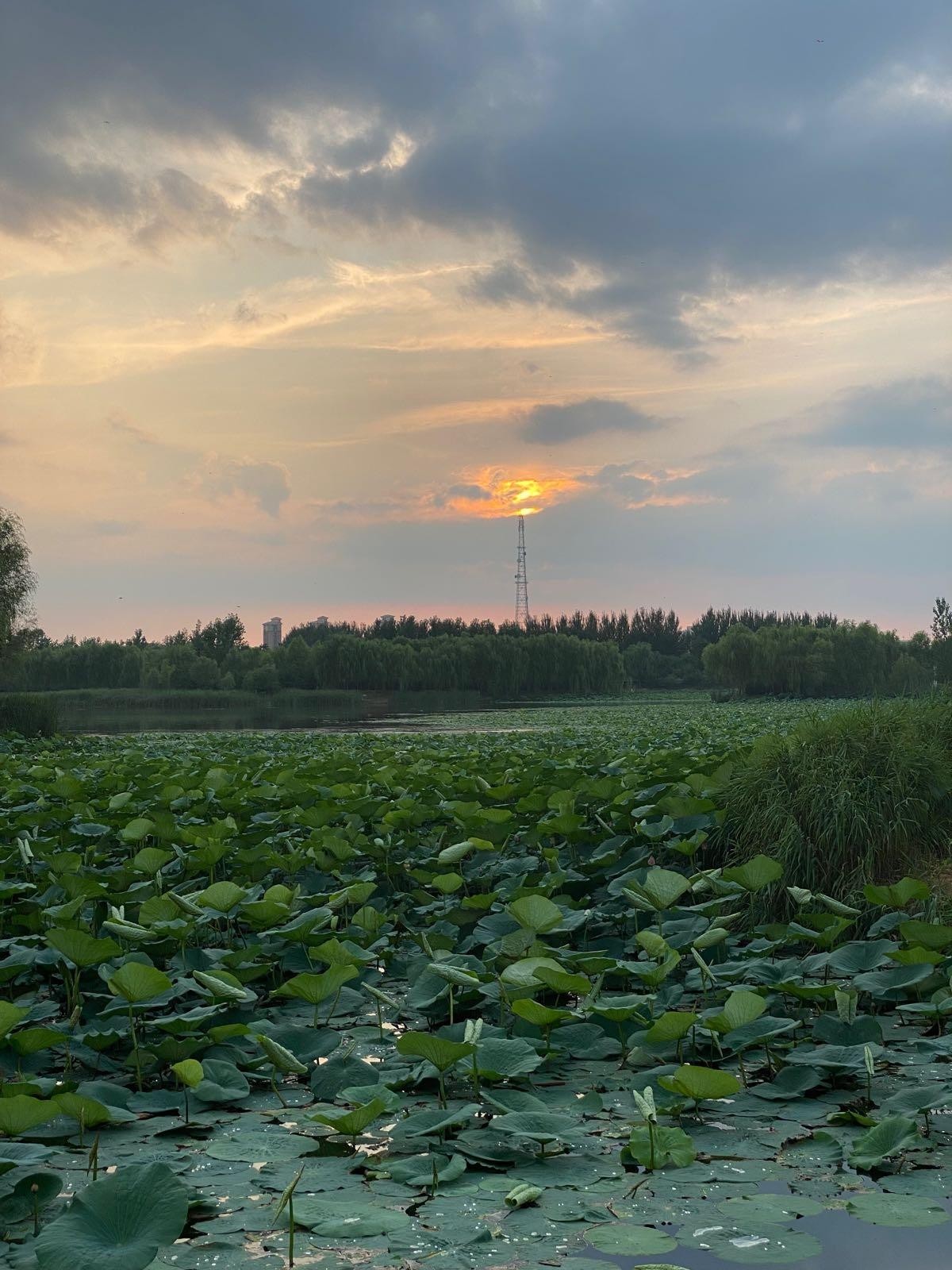 灯塔市葛西河公园图片