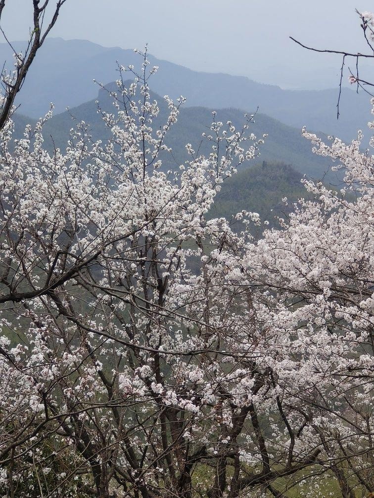 葛仙山樱花图片图片