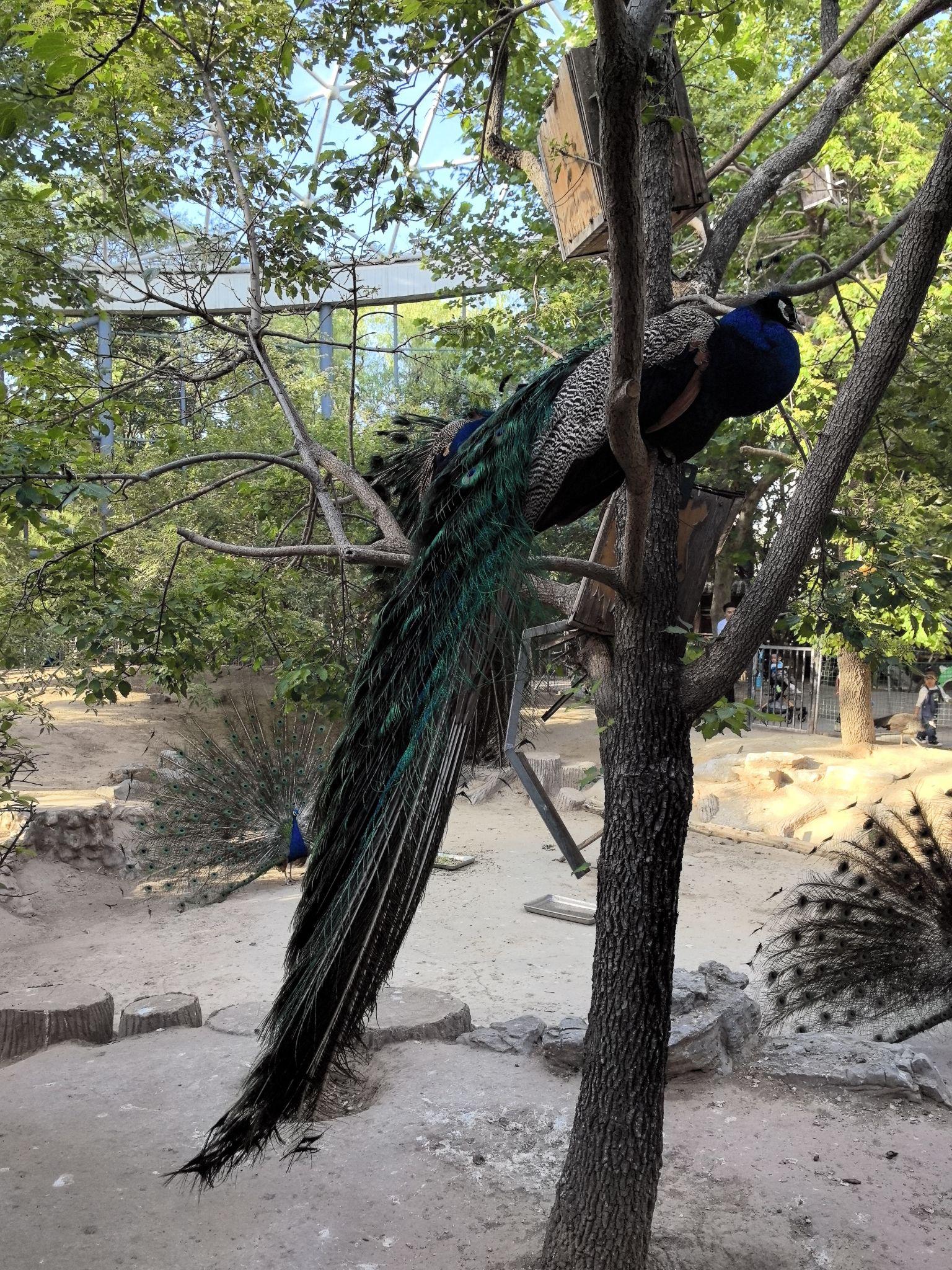 97济南动物园,雪野湖9015一日游0699