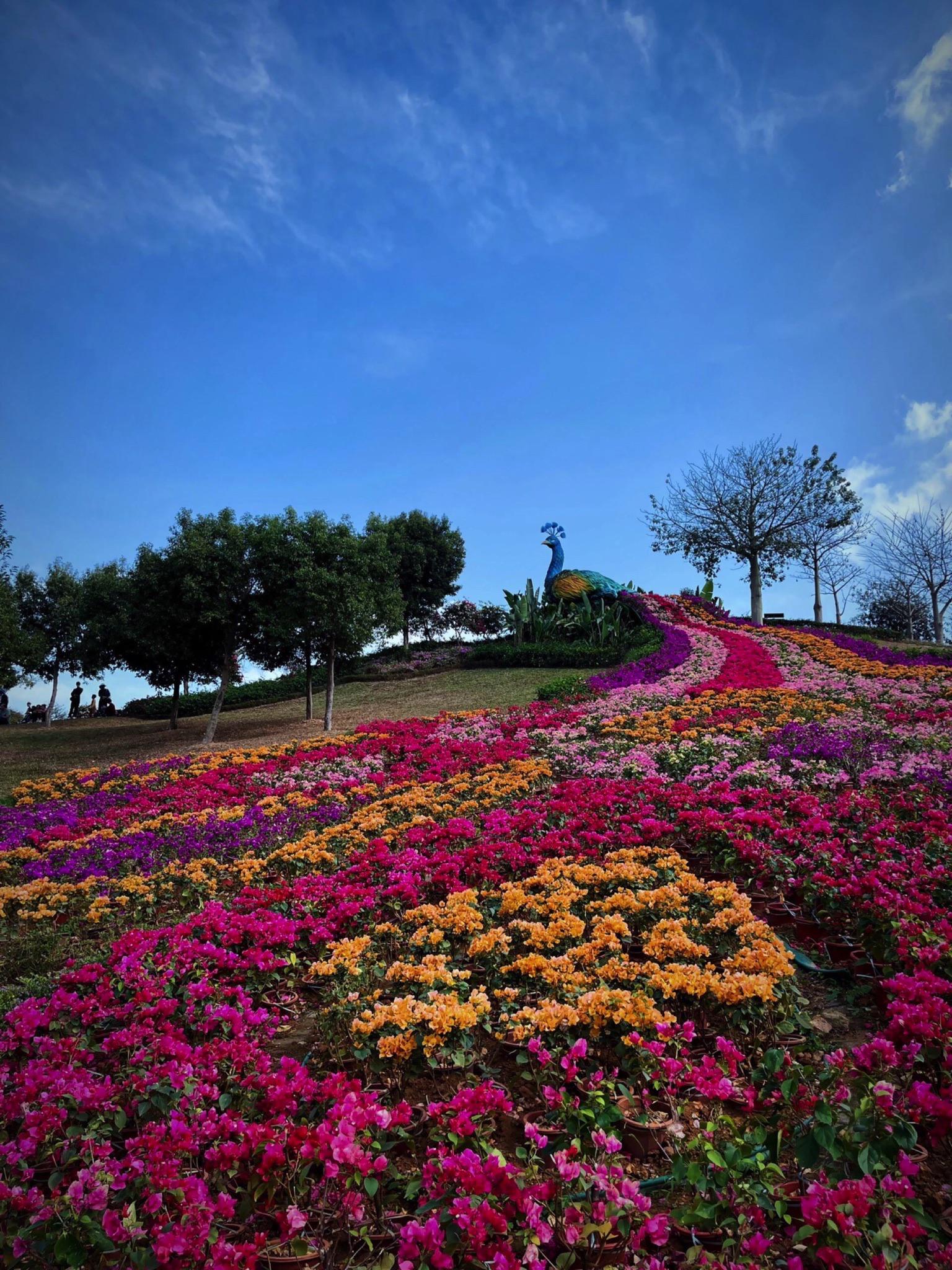 东莞植物园滨海湾花海�️一日游�