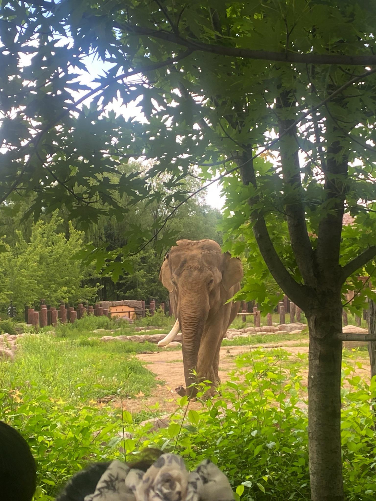 🔥沈阳森林动物园,棋盘山,龙潭荷花池🏞️一日游👣