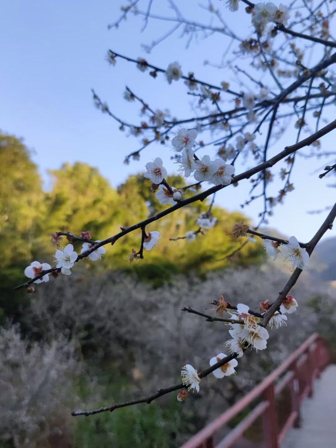 汕尾市市花图片