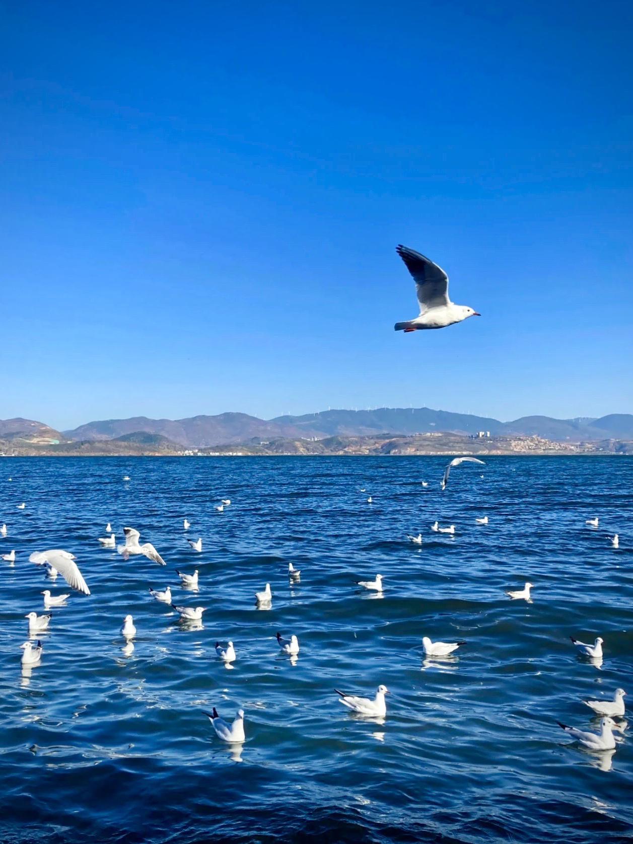 大理城市1日游,夫妻树和双廊古镇的美好时光～