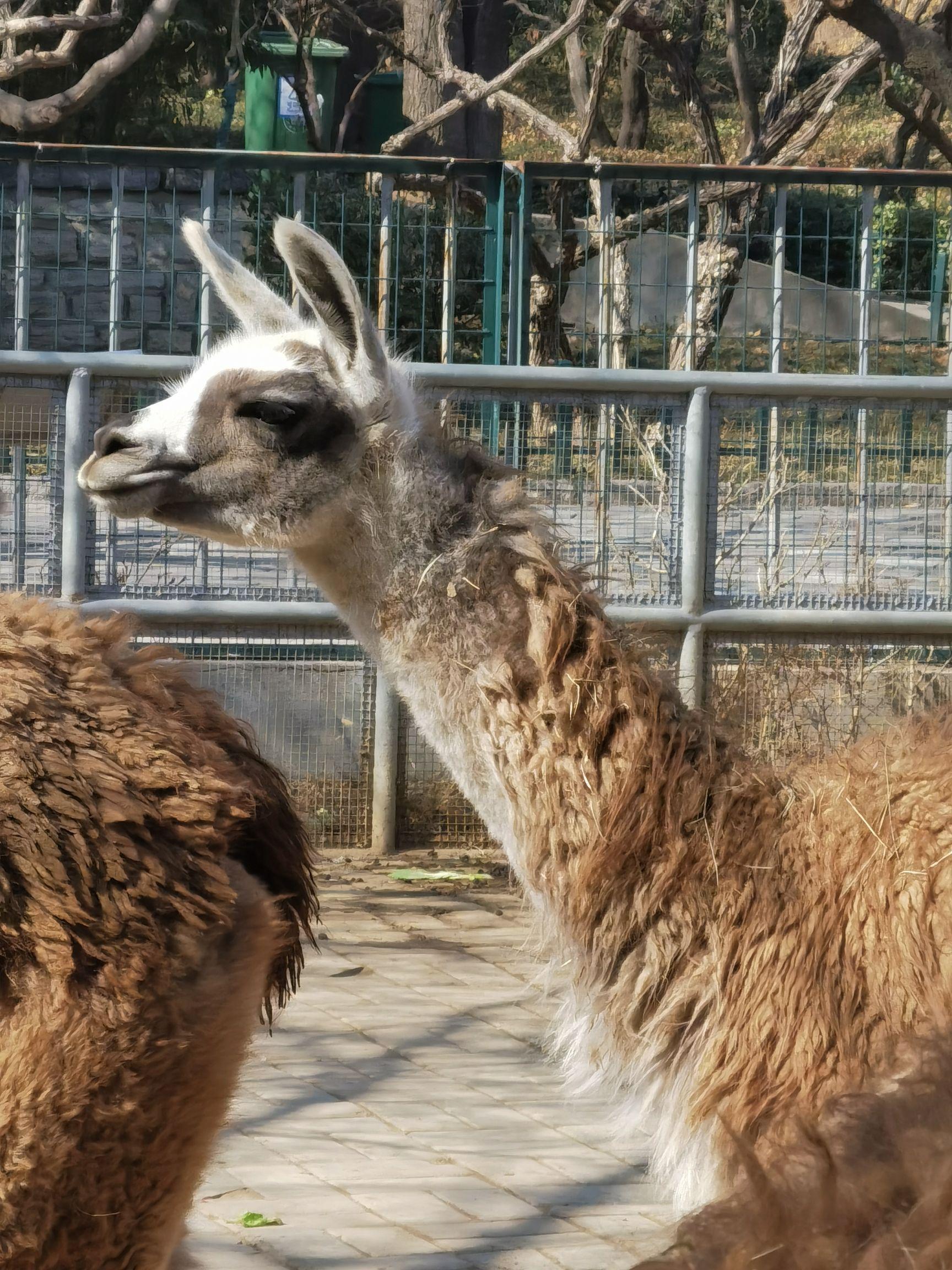济南1日游|打卡动物园 明水古城,尽享城市魅力!