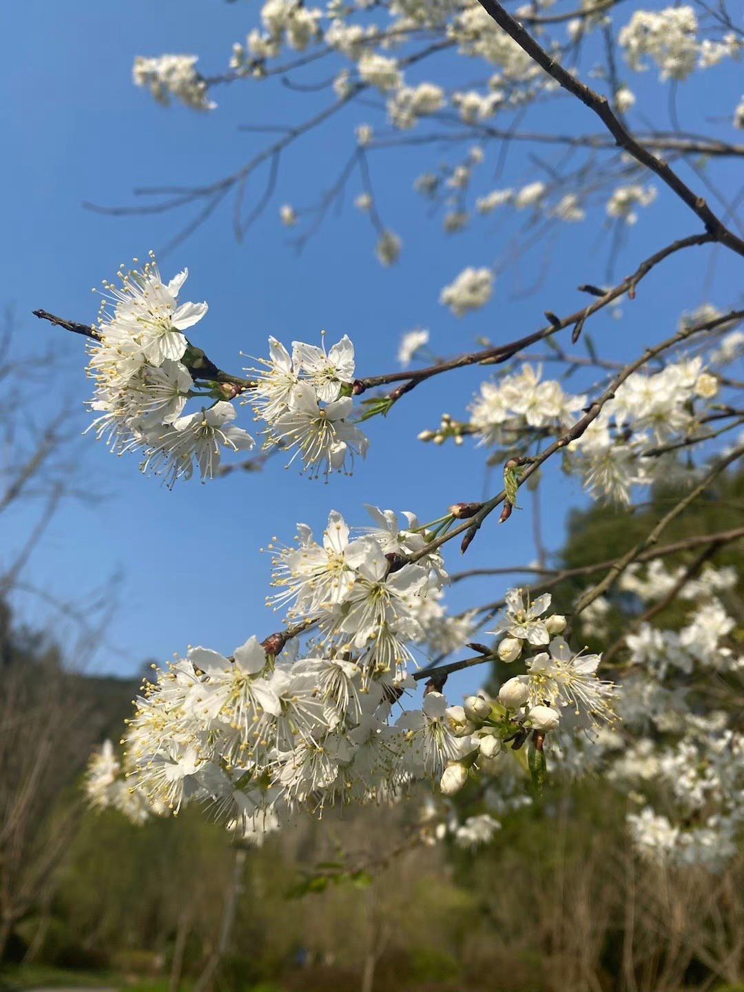 南充赏花好去处图片