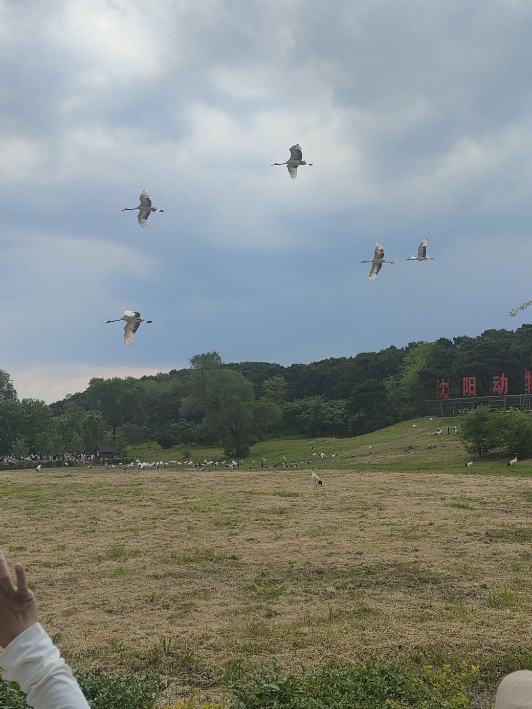 沈阳鸟岛景点图片