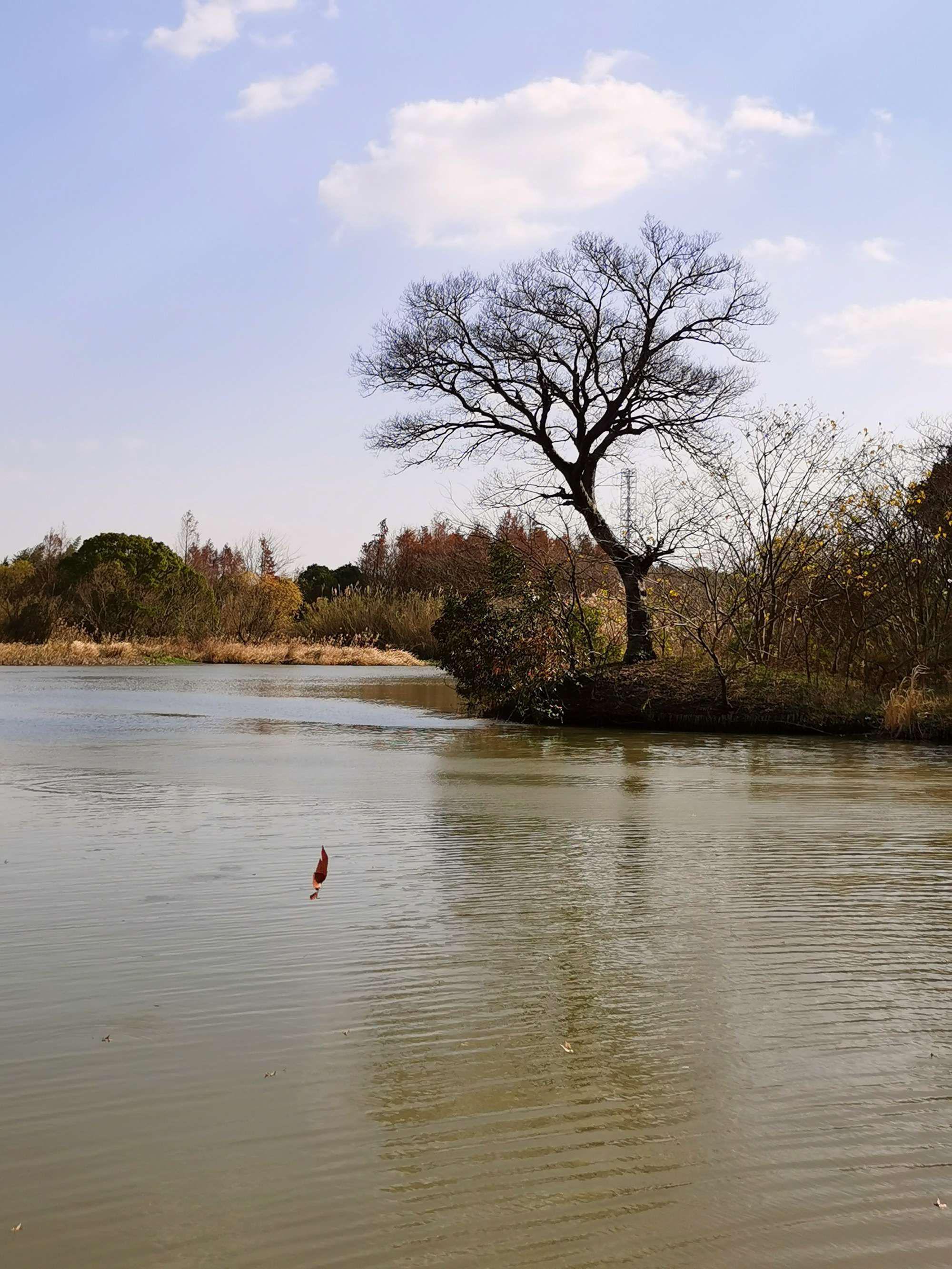 上海湿地公园排行图片