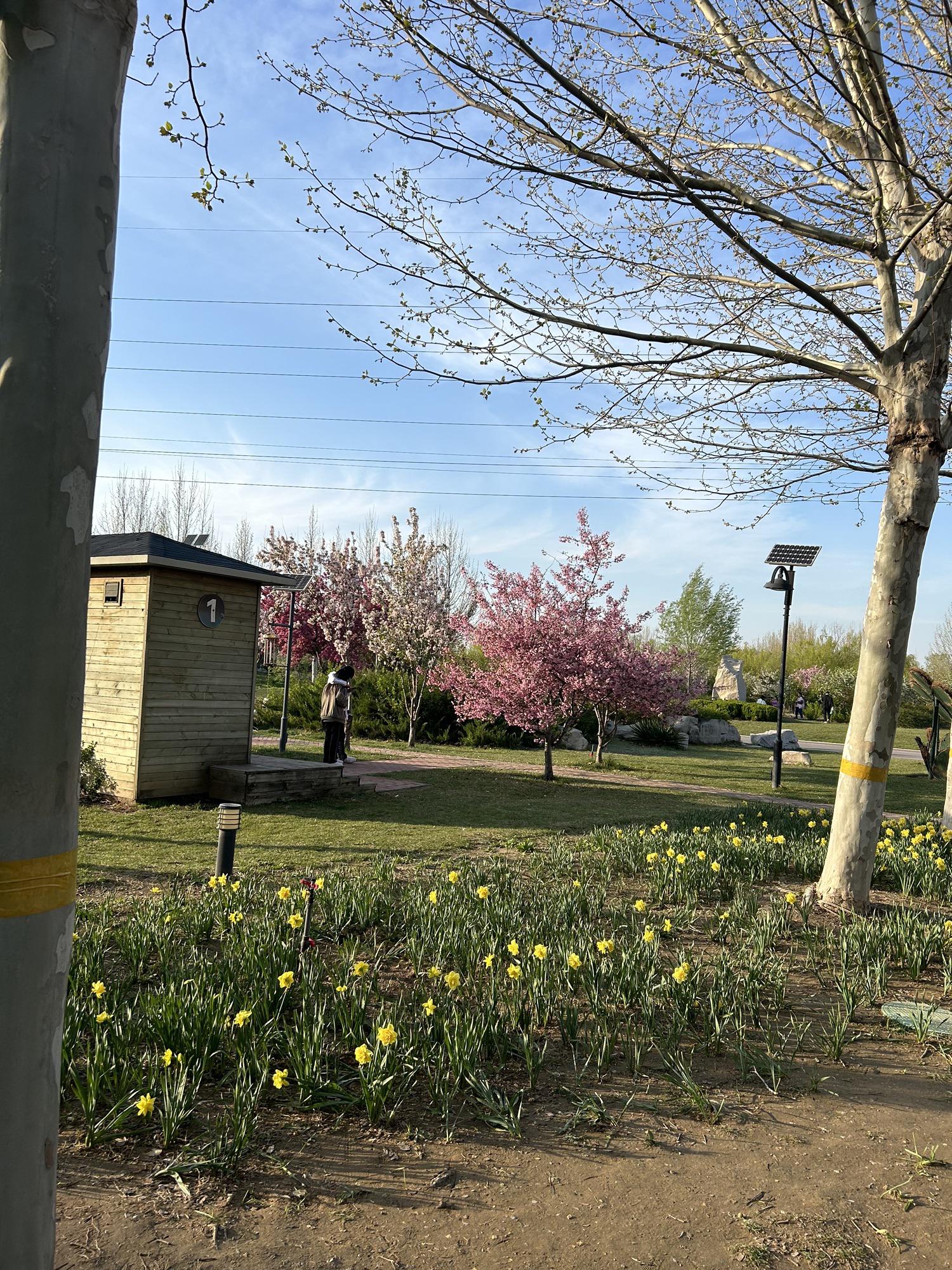 来东营citywalk城市游玩,顺便打卡东营植物园和明月湖国家城市湿地