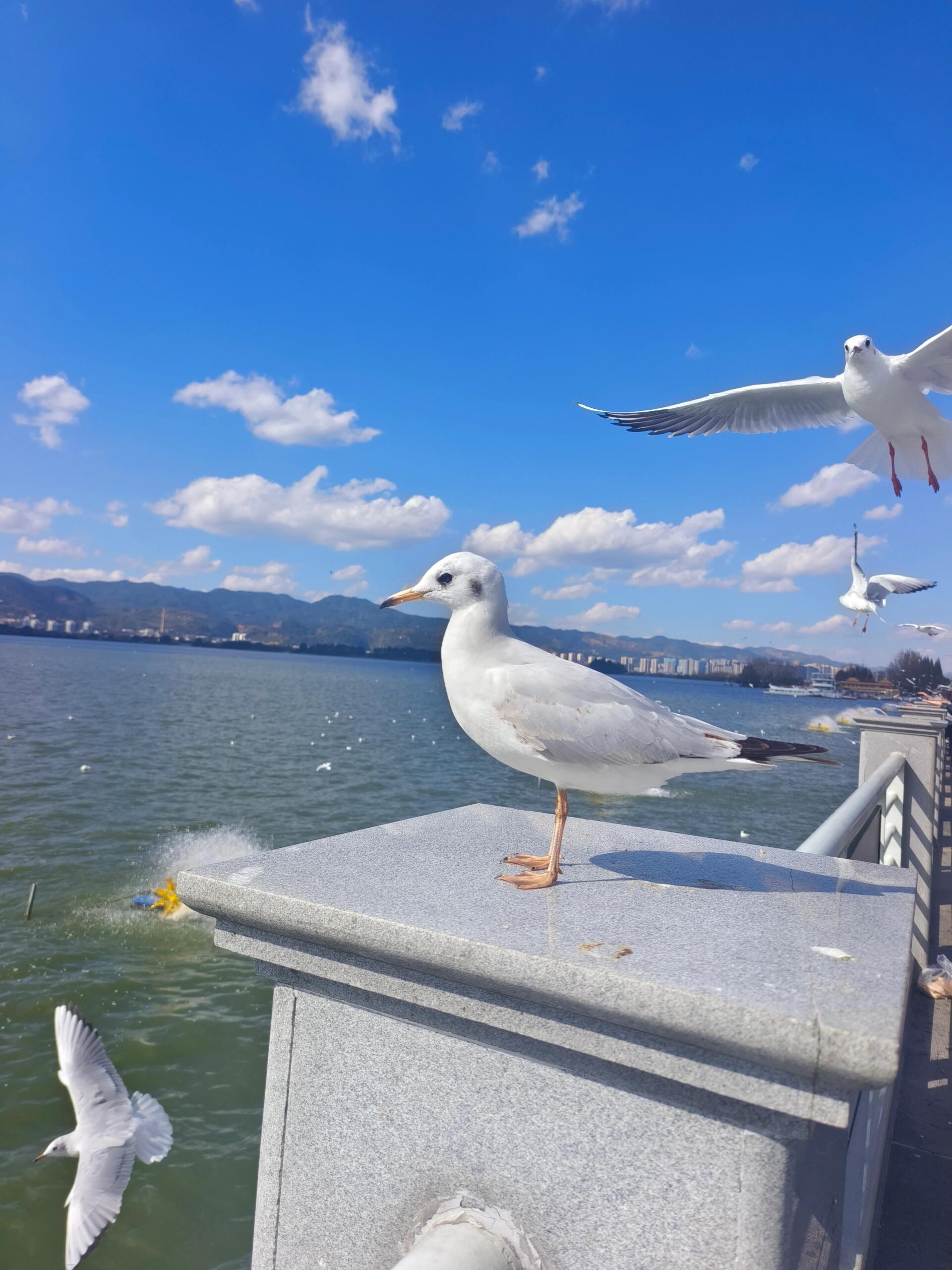 昆明|一日游昆明,尽享滇池风光🌊