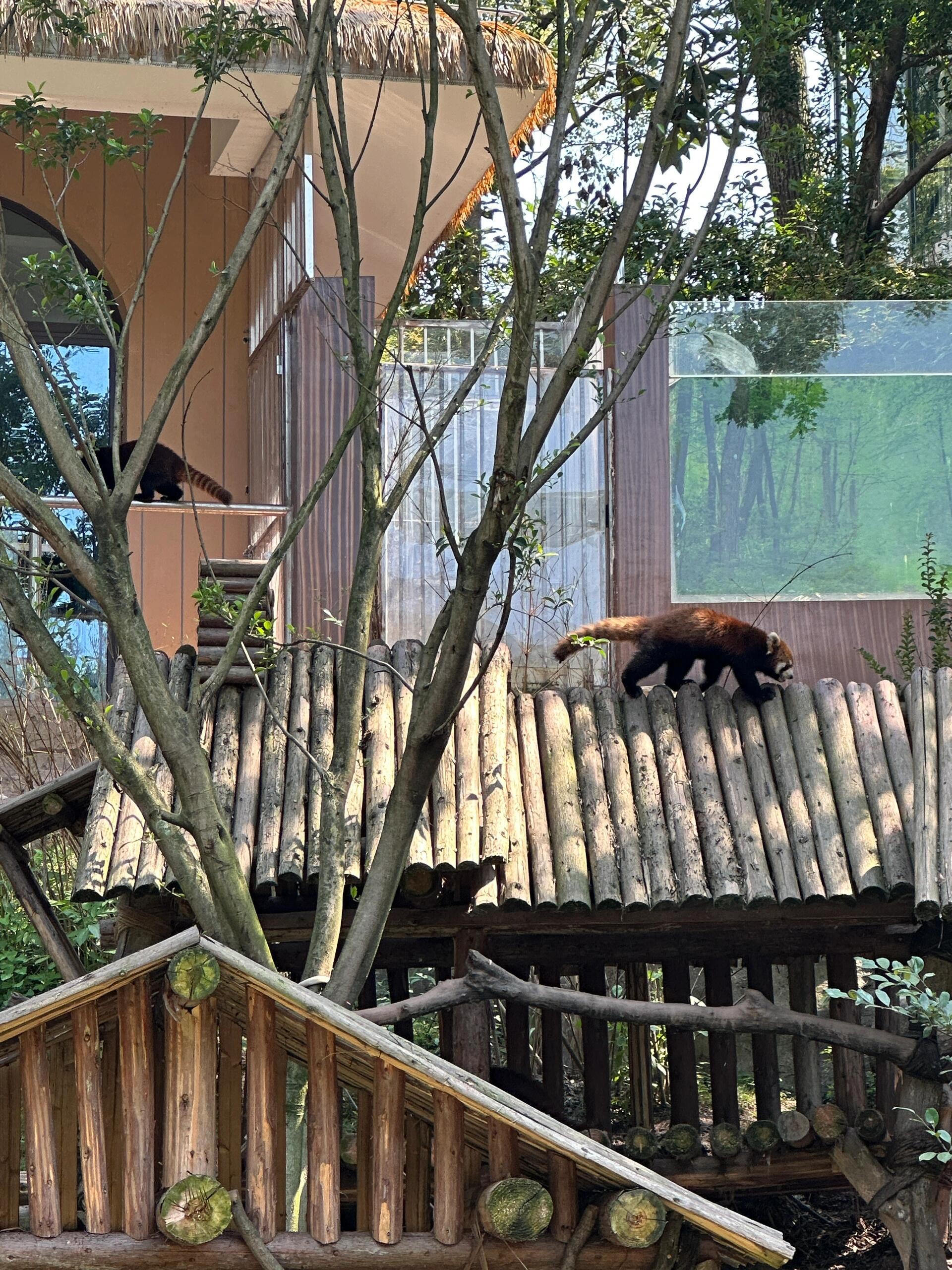 保姆级攻略‼️重庆城市1日游🦙🐼