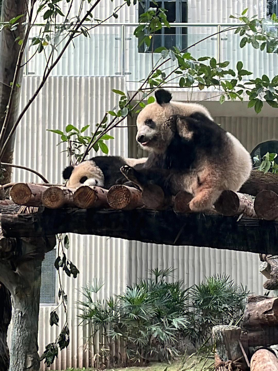 照本宣科打一动物图片