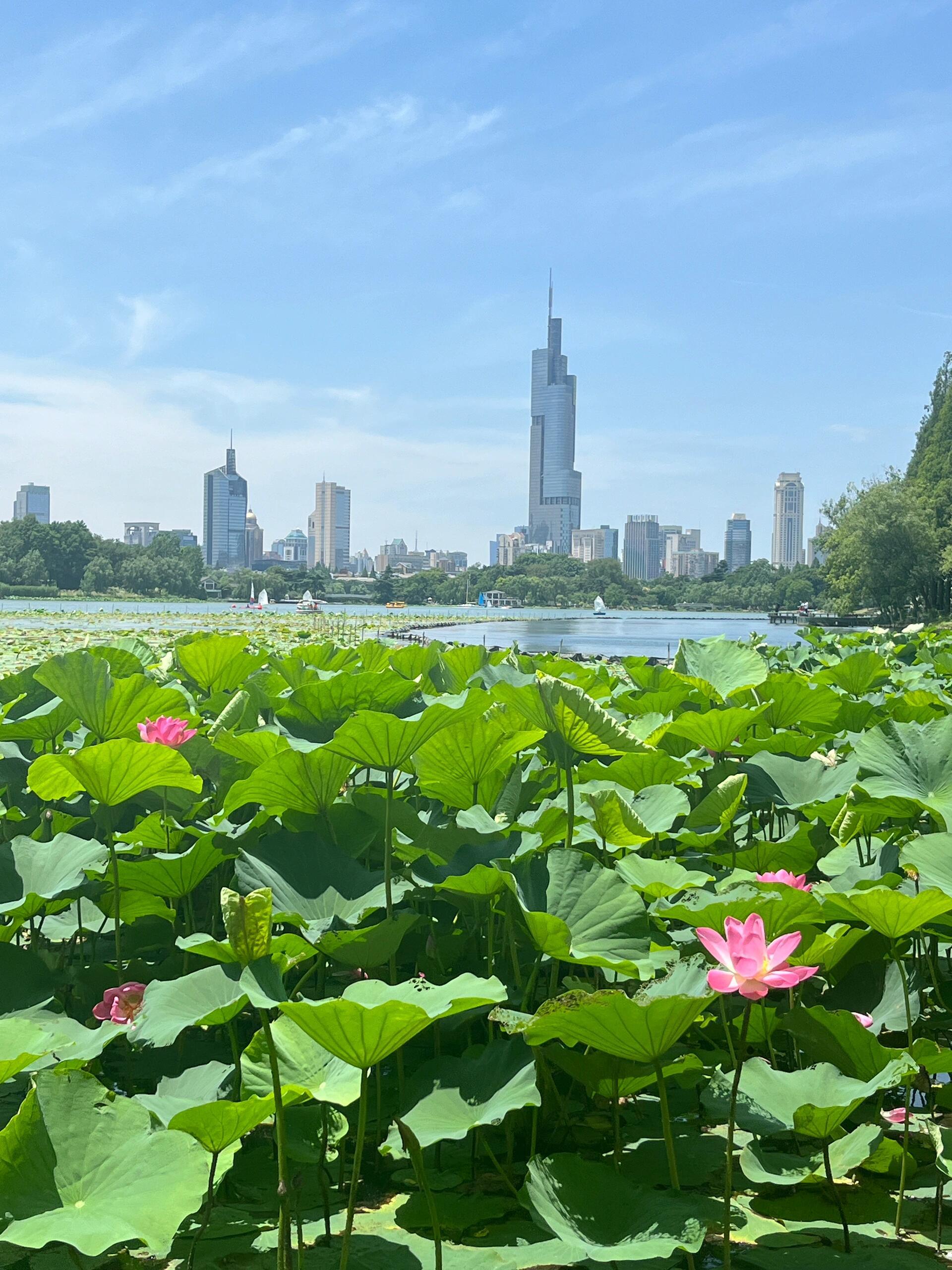 打卡杏湖公园 玄武湖公园,尽享自然之美!