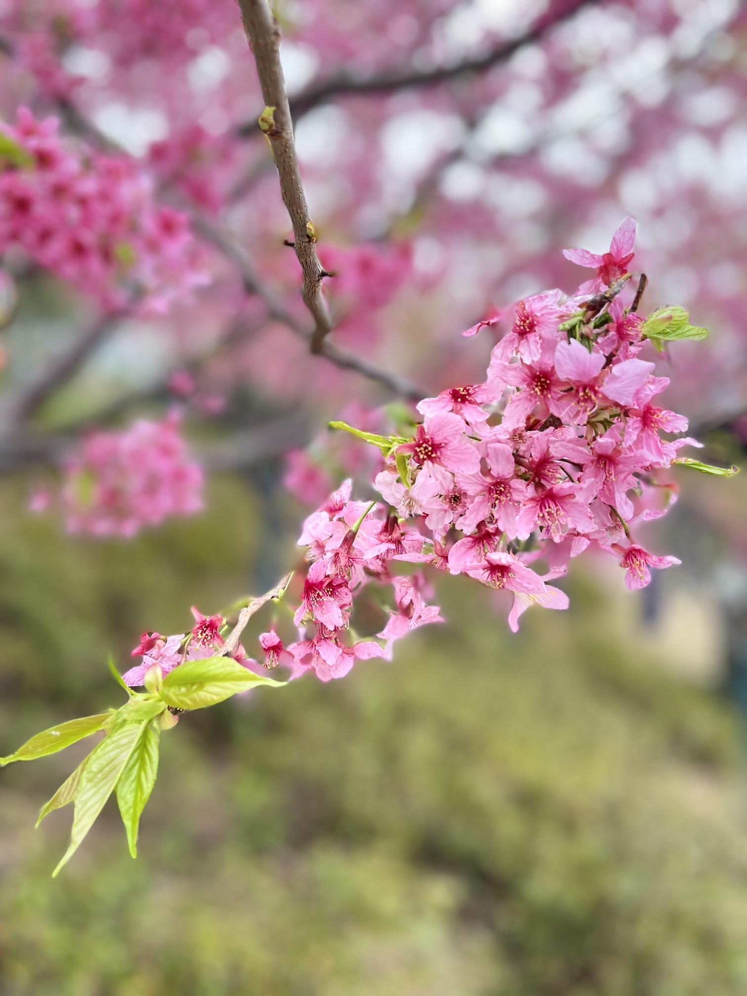 武汉风景图片 花草图片