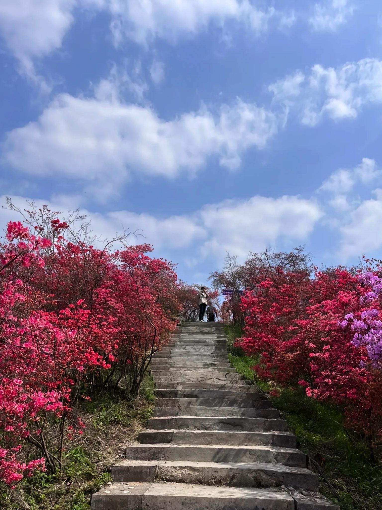 安庆市市花图片