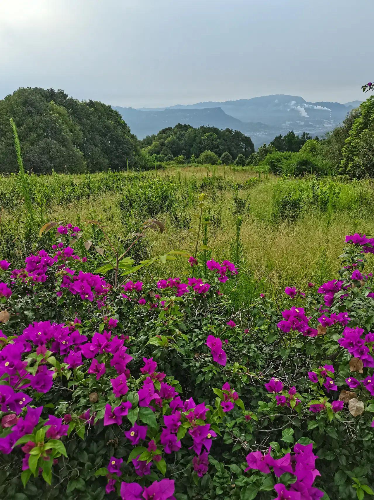 宜宾七星山花海图片