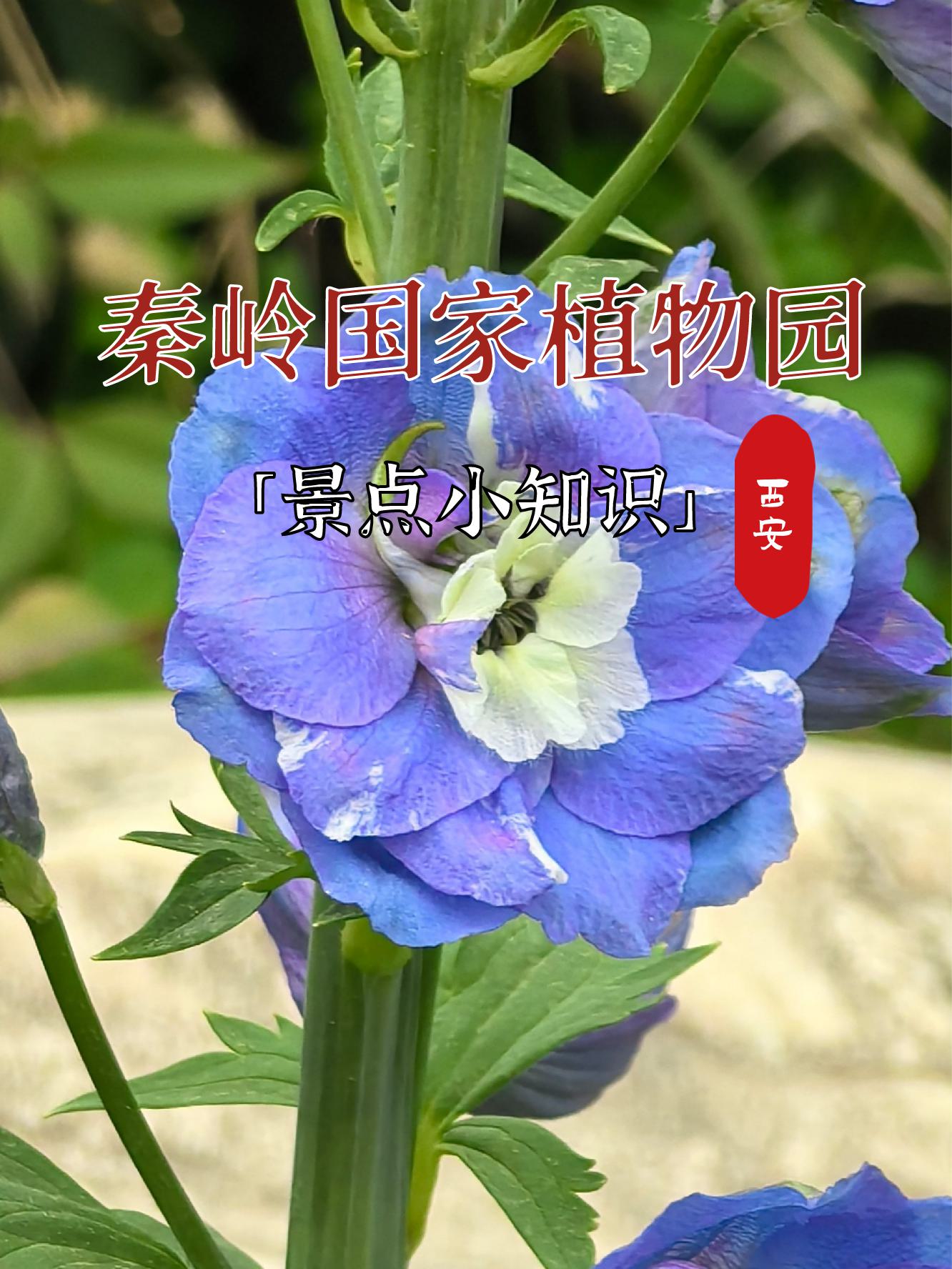 秦岭代表性植物图片