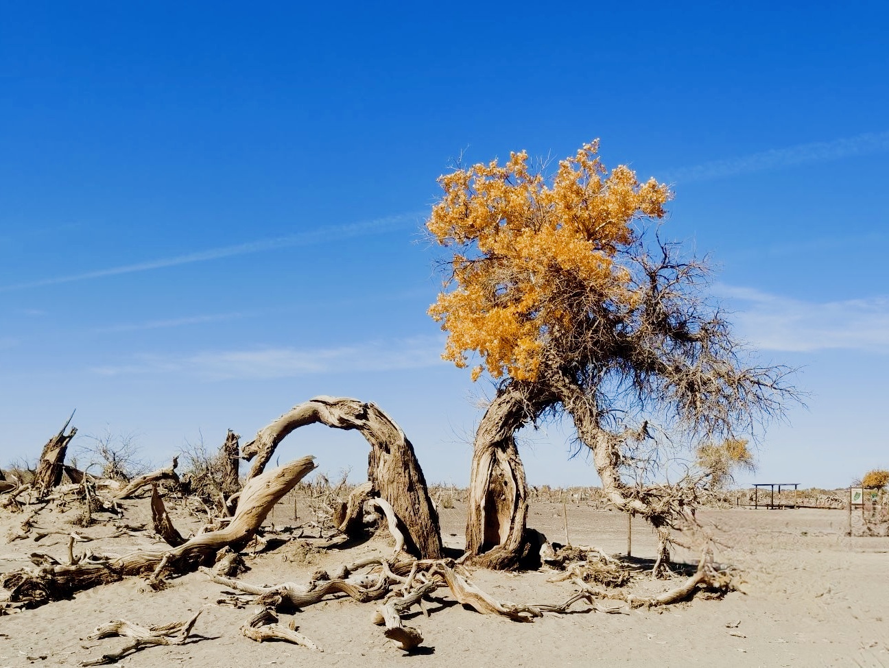 阿拉善一日游🔥沙漠胡杨绝美